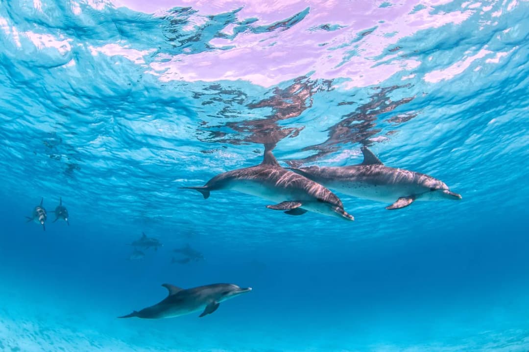 Dolphins — symbol of EcoFlyp